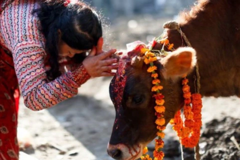 cow sewa (1)