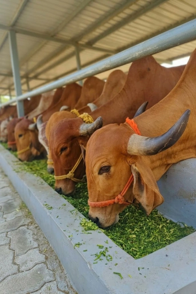 cow sewa