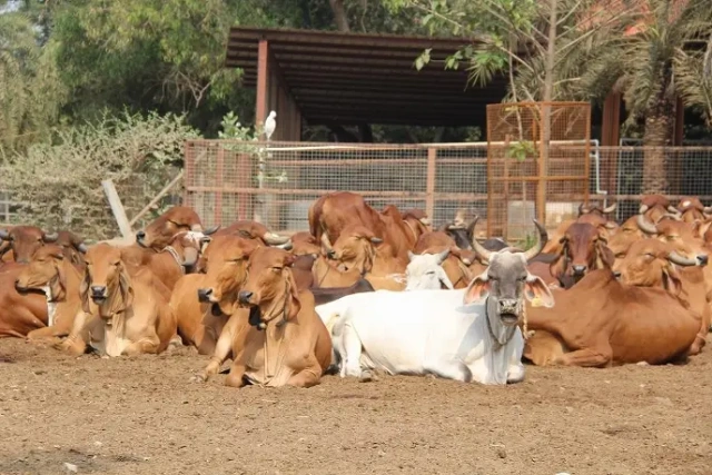 gau mata
