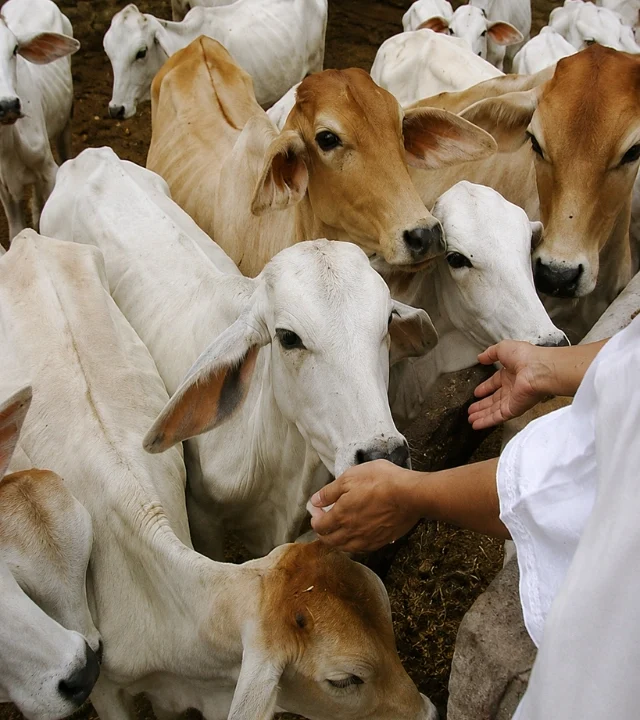 cow seva